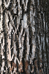 Obraz premium Abstract texture of the bark of a tree.