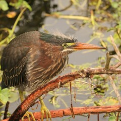 Fledgling Downy Headed Green Heron 