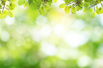 Naklejka premium Fresh and green leaves green bokeh on nature abstract blur background green bokeh from tree.Mock up for display. montage of product,Banner or header for advertise on social media,Spring and Summer.