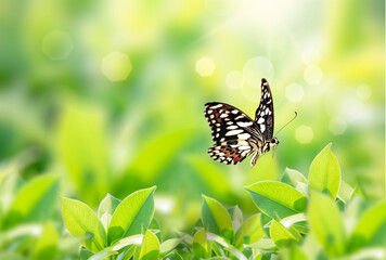Closeup nature view of butterfly with green leaf on blurred greenery background in garden with copy space using as background natural green plants landscape, ecology, fresh wallpaper concept.