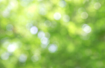 Green bokeh on nature abstract blur background green bokeh from tree.Mock up for display.  montage of product,Banner or header for advertise on social media,Spring and Summer.