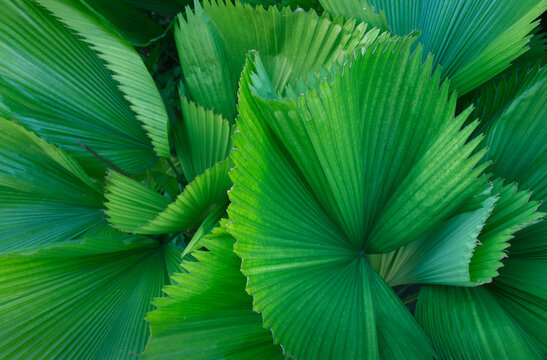Tropical palm leaves, tropical leaf, large foliage, abstract green texture, nature background © Gan