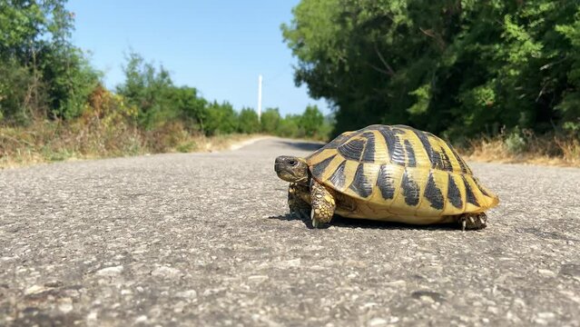Close-up of a turtle with black spots on its shell slowly crosses the dangerous part of the road on which cars drive against the background of green trees.