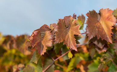 Vine against the blue sky. Vineyards in the autumn with red foliage. Winemaking. Macro photography of a leaf covered with dew. Selective focus.