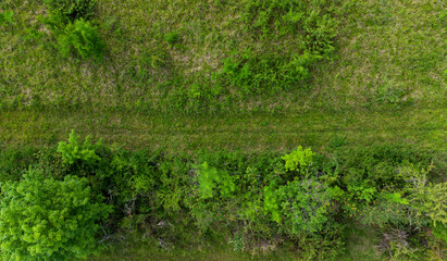 Obraz premium Chemin en herbe verte qui se confond avec la nature environnante. Passage de l'homme en pleine nature.