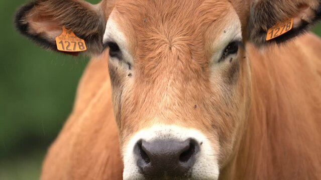Closeup Of Aubrac Cattle With Flies On Its Face. - zoom out