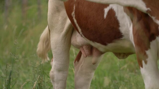 French Dairy Cattle In The Field Irritated By Flies Flying On Its Udder. - close up