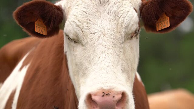Montbeliarde Dairy Cattle With Ear Tags Looking At Camera. - close up, zoom out
