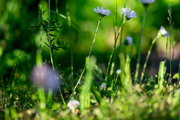 Plant life in the summer close-up. Concept. Meadow flower