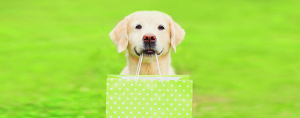 Portrait of Golden Retriever dog holding green shopping bag in the teeth outdoors