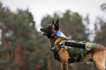 Beautiful malinois dog in body armor and Ukranian flag at the park