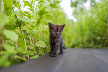 Newborn black gray kitten close up. Kitten at one month old of life on nature, outdoors