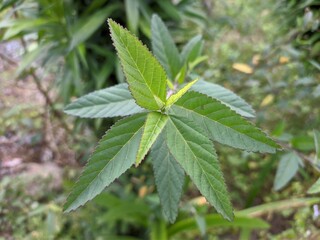 Sida rhombifolia plant in tropical nature borneo