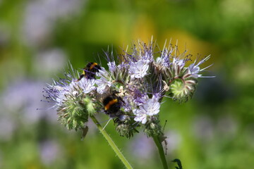 bourdon terrestre et phacélie