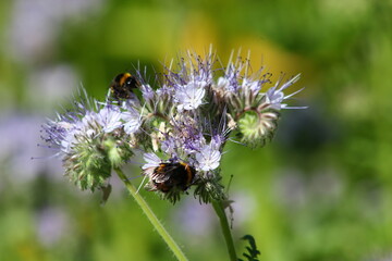 bourdon terrestre et phacélie