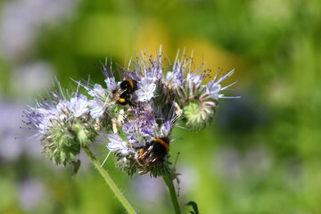bourdon terrestre et phacélie