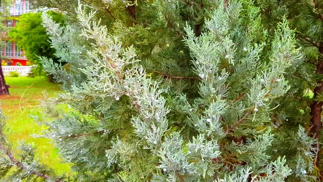4k video, close-up on many juniper branches on a rainy day. A tree swaying in the wind.