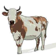 cow isolated on white