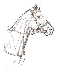 Horse head hand drawn vector illustration