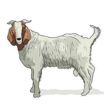 recommend clip art: goat on a white background