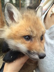 きつね　FOX