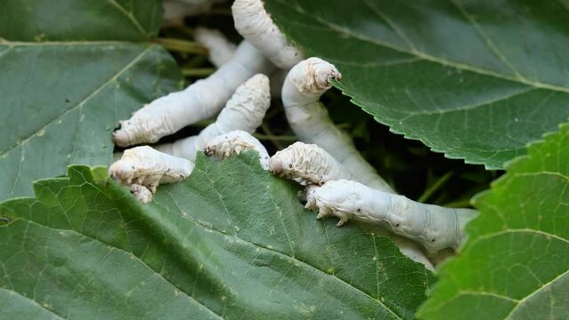 Many mature silkworms eat fresh mulberry leaves, close up view, 4k time lapse footage, agriculture concept.