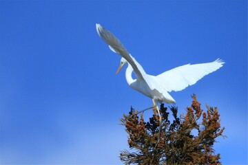 ダイサギ