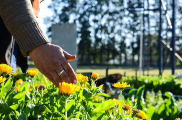 person picking flowers in the garden