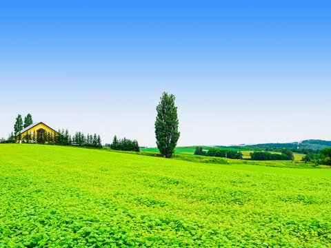 ケンとメリーの木」の写真素材 | 486件の無料イラスト画像 | Adobe Stock