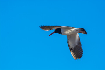 American oystercatcher, Haematopus palliatus,  in flight, flying in a Patagonian beach environment, Patagonia, Argentina.