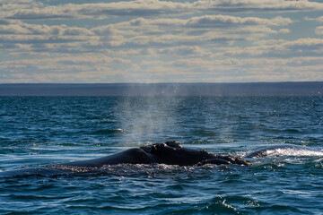 Fototapeta premium Sohutern right whale breathing in the surface, Peninsula Valdes, Unesco World Heritage Site, Patagonia,Argentina