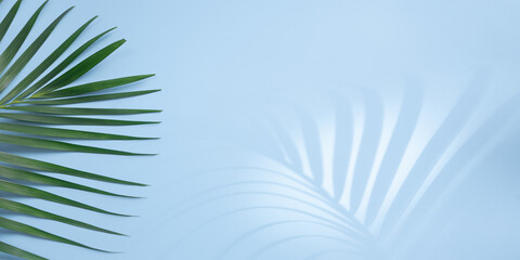 Fototapeta na wymiar Tropical leaves is placed on a blue background with part of the leaf layout and copy space.