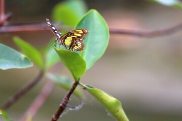 Tropical butterfly in mangrove. Butterflies are insects in the macrolepidopteran clade Rhopalocera from the order Lepidoptera.