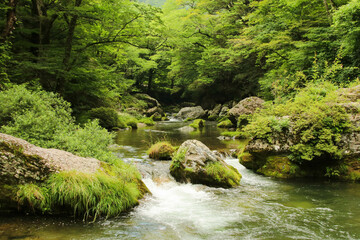 愛媛県内子町　小田深山渓谷の風景
