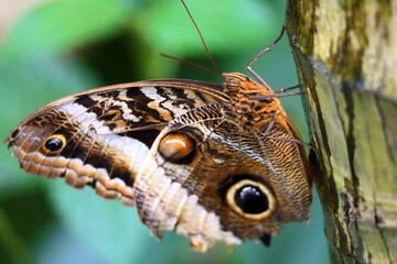 Morpho peleides ot the emperor, an iridescent tropical butterfly. 