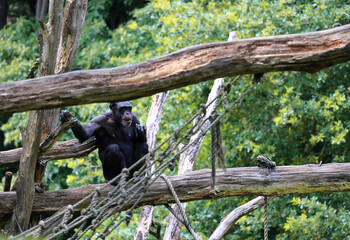 Chimpanzee (Pan troglodytes) relaxing on a tree branch.