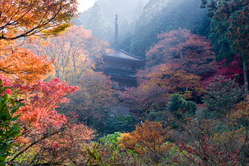 丹波篠山地方の紅葉