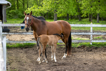 Fototapeta premium A nursing foal with a mare.