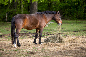 Naklejka na ściany i meble Horse eating hay in a pasture.