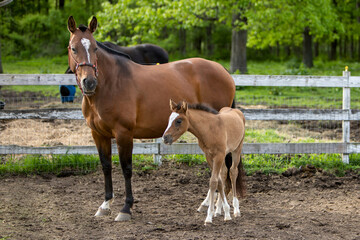 horse and foal in a paddock.