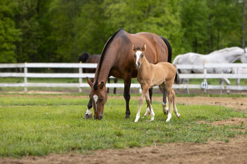 Obraz premium horse and foal in field