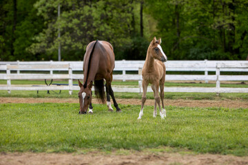 Obraz premium foal and mare