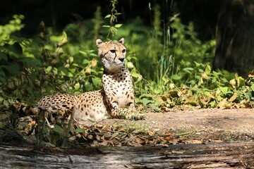 The cheetah (Acinonyx jubatus) is a large cat and native to Africa and central Iran. It is the fastest land animal.