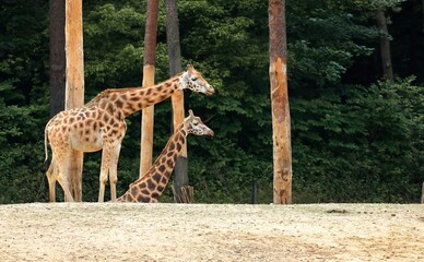 Two Rothschild's giraffes (Giraffa camelopardalis rothschildi).