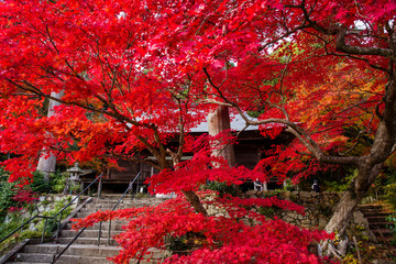 丹波篠山地方の紅葉