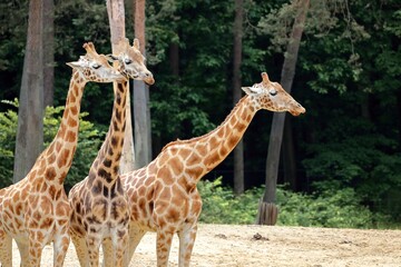 A group of Rothschild's giraffes (Giraffa camelopardalis rothschildi).