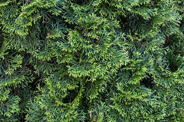 Green background of coniferous fir branches. Natural green natural background. real photo