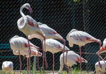 a close-up of flamingo birds at the zoo