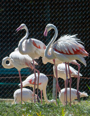 a group of flamingo birds