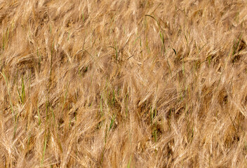 a close-up of ripe barley ears from a crop